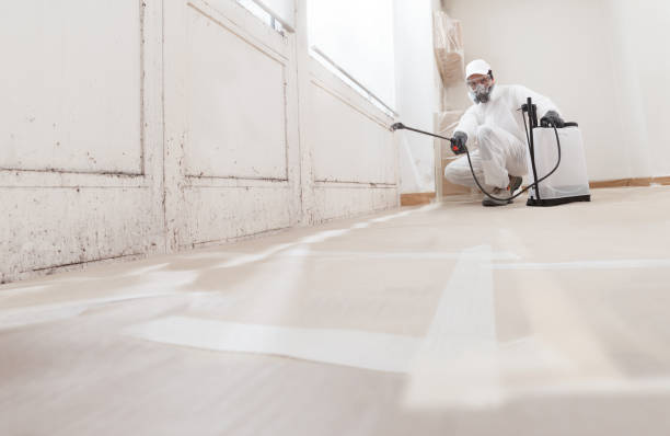 24/7 Emergency Attic Mold Removal experts in Verona, KY