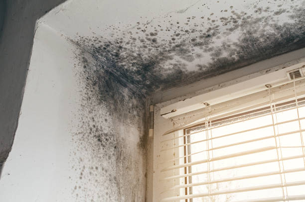 Affordable Attic Mold Removal solutions in Verona, KY