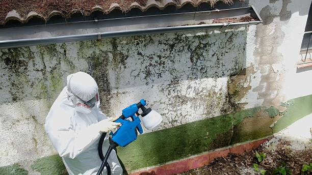 Top rated local Attic Mold Removal specialists in Verona, KY